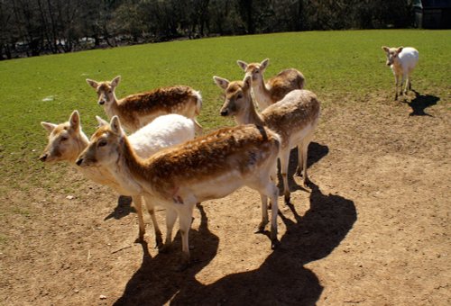 Keep close guy's, here come the tourists with food.