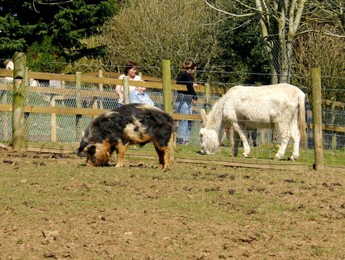 Hairy pig.