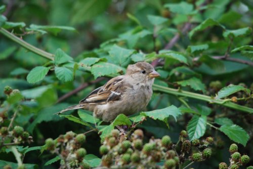 House Sparrow