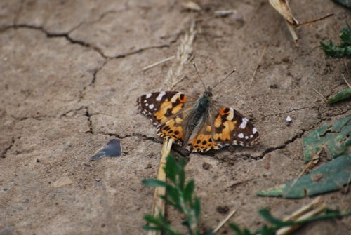 Painted Lady