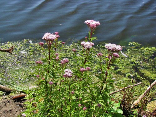 Orpine in Normanston Park