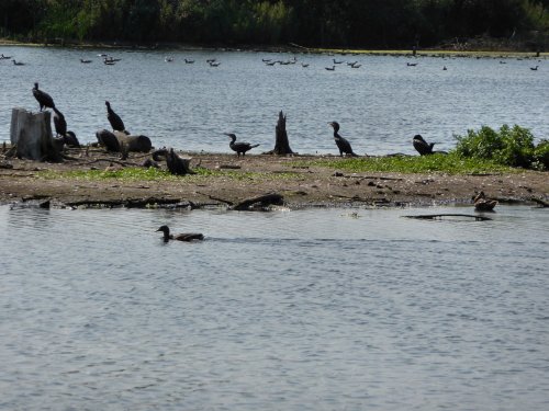 Wildfowl at Normanston Park