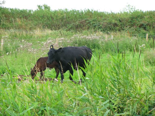 Hardley Marshes