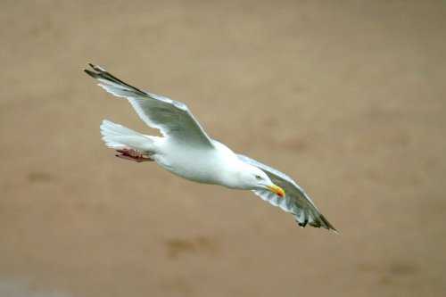 Herring Gull.