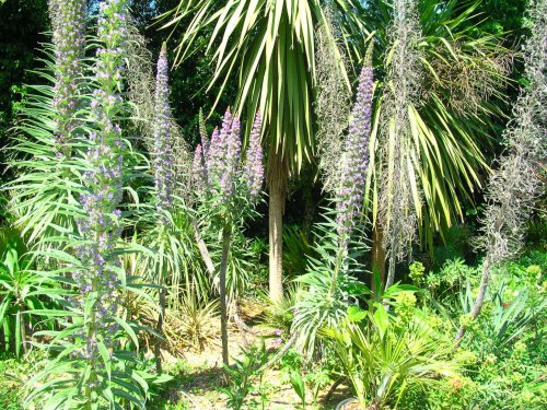 Henstead Exotic Gardens