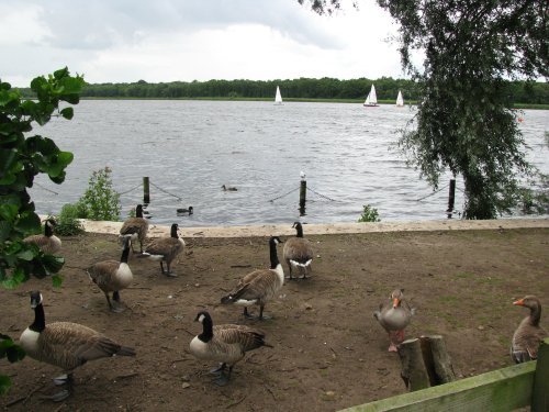 Rollesby Broad