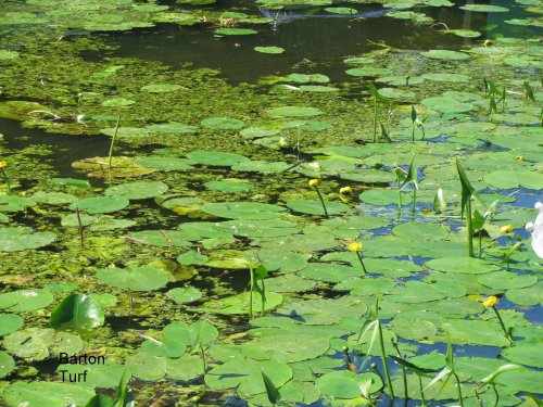 The lilly pad