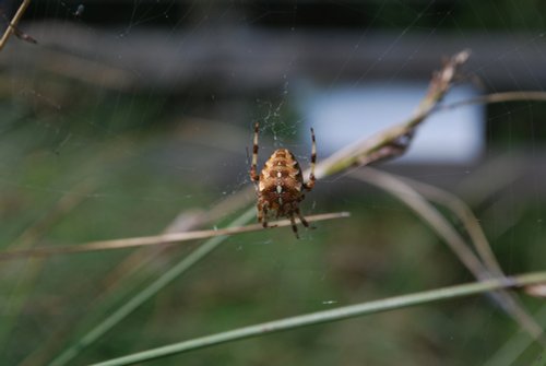 Garden spider