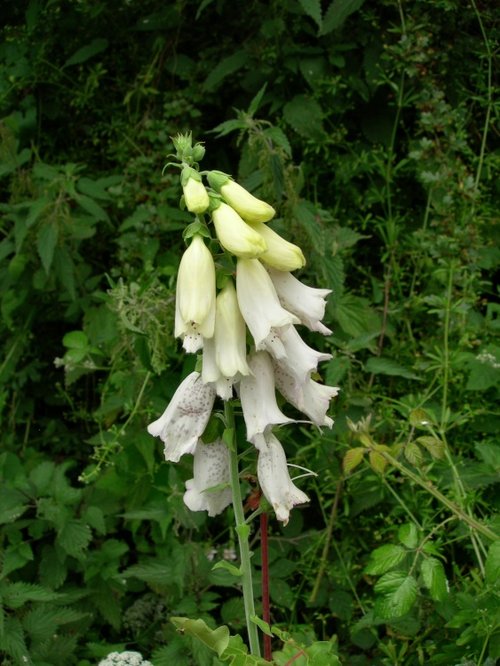 Wild Foxglove