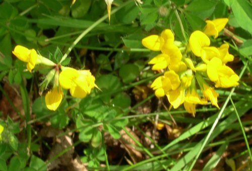 Birdsfoot Trefoil.