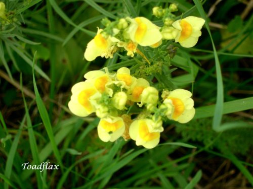 Toadflax.