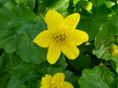 Marsh Marigold