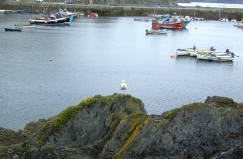 Gull on the Rocks