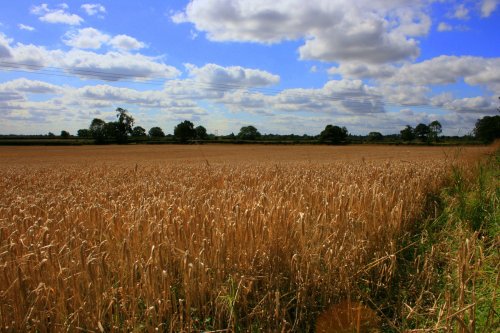 Fields near Willerby