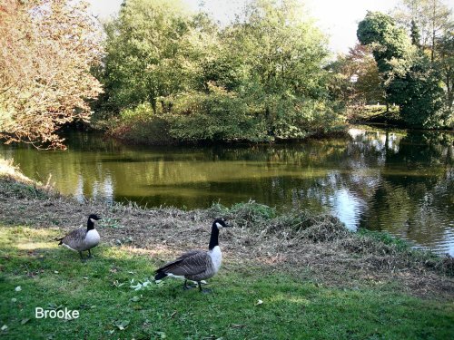 A pond in Brooke