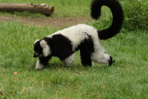 A picture of the Yorkshire Wildlife Park, Doncaster