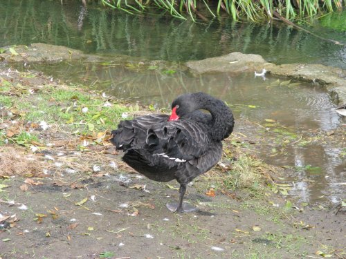 Wildlife in Bibury