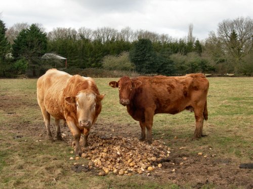 Hainford Bull