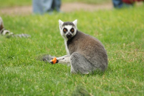 A picture of the Yorkshire Wildlife Park, Doncaster