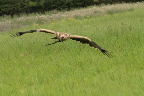 A picture of the Yorkshire Wildlife Park, Doncaster