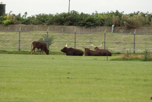 A picture of the Yorkshire Wildlife Park, Doncaster