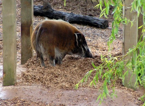 Happy as a pig in muck.