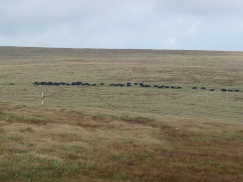 Dartmoor