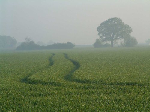 Misty Morning at Loves Farm