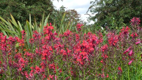 More flowers In the Himalayan section.