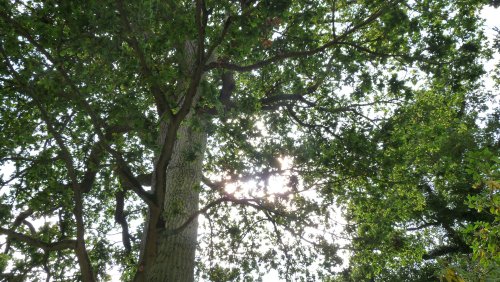 The sun dappling through the trees on one of the walks