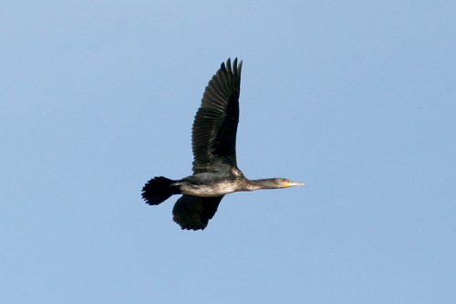 Cormorant.