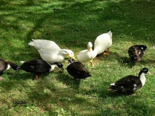 Dennington Quackers