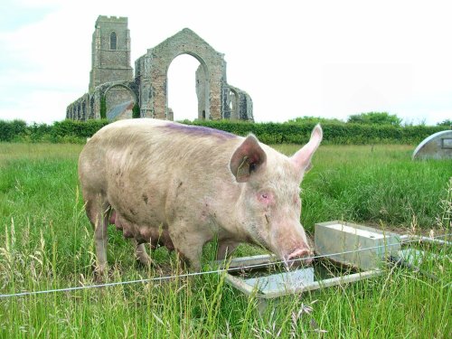 A view of Covehithe