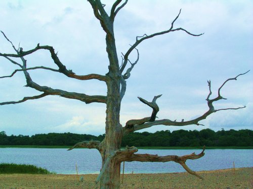 A view of Covehithe