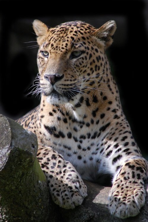 Leopard at Banham Zoo