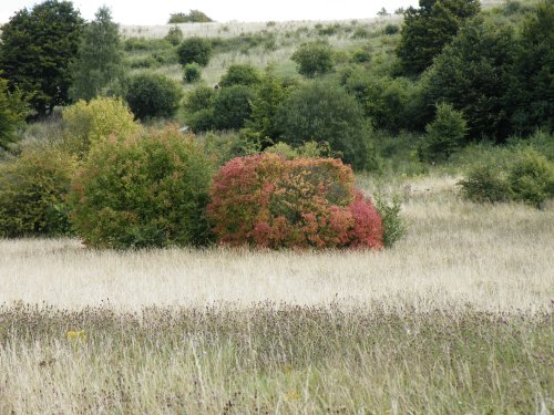 Bedfordshire