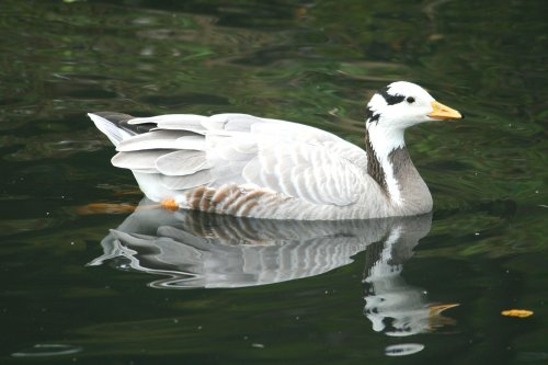 Bar-Headed Goose.