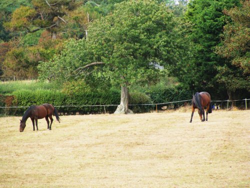 Poor horses, no nice green grass.