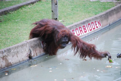 The leaves are always greener on the other side of the pool!