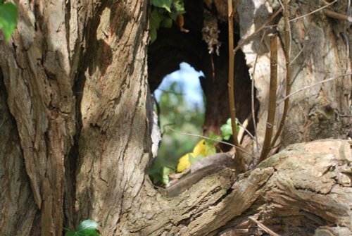 Through the tree hole