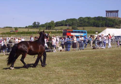 Durham County Show 2006