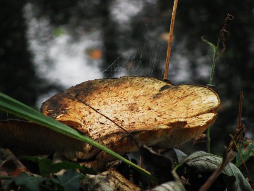 Fungi in the woods