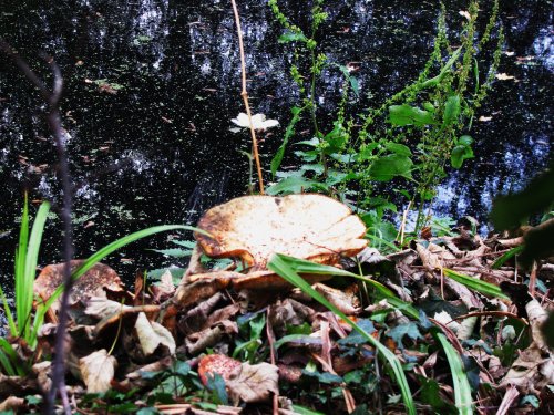 Fungi in the woods