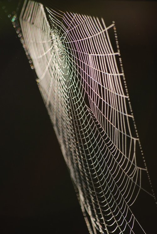 Rainbows and cobwebs