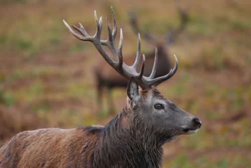 Red Deer Stag