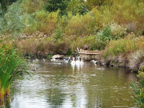 Sheltered wildfowl