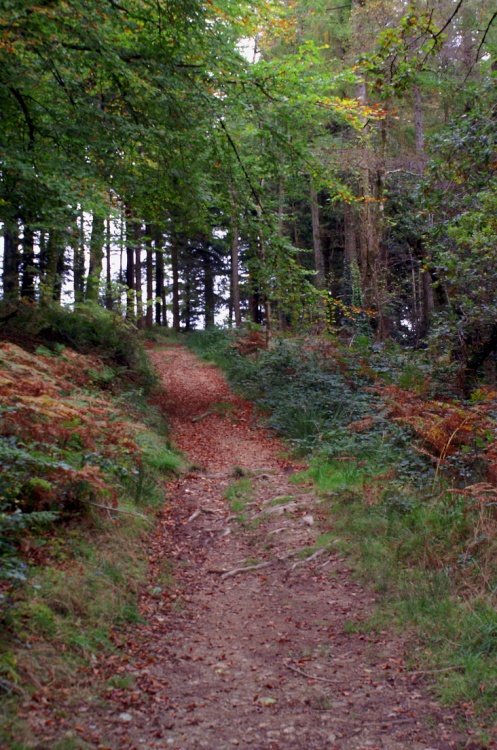 It's a very hilly walk in the forest.