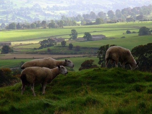 Sheep graze by Bolton Castle