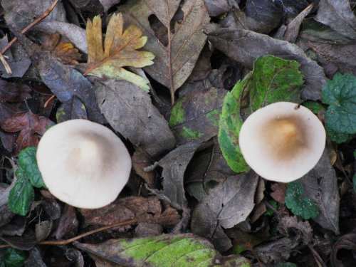 Fungi in the woods at the fen