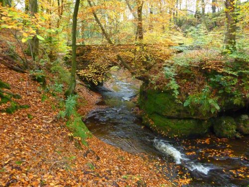 Autumn through Mill Wood